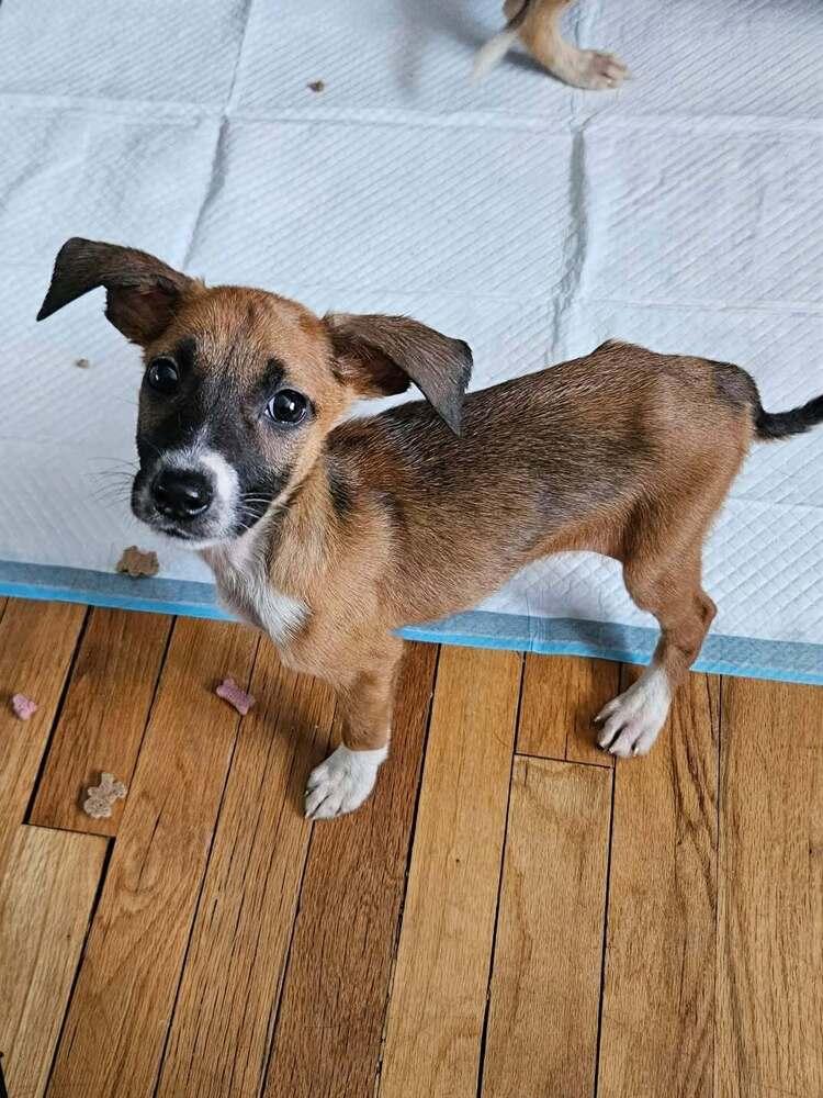 Enlarge Hazel, a Adoptable mixed breed in Willingboro, NJ image 2/2