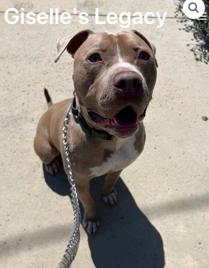Seven, an adoptable Pit Bull Terrier in woodland hills, CA, 91364 | Photo Image 1