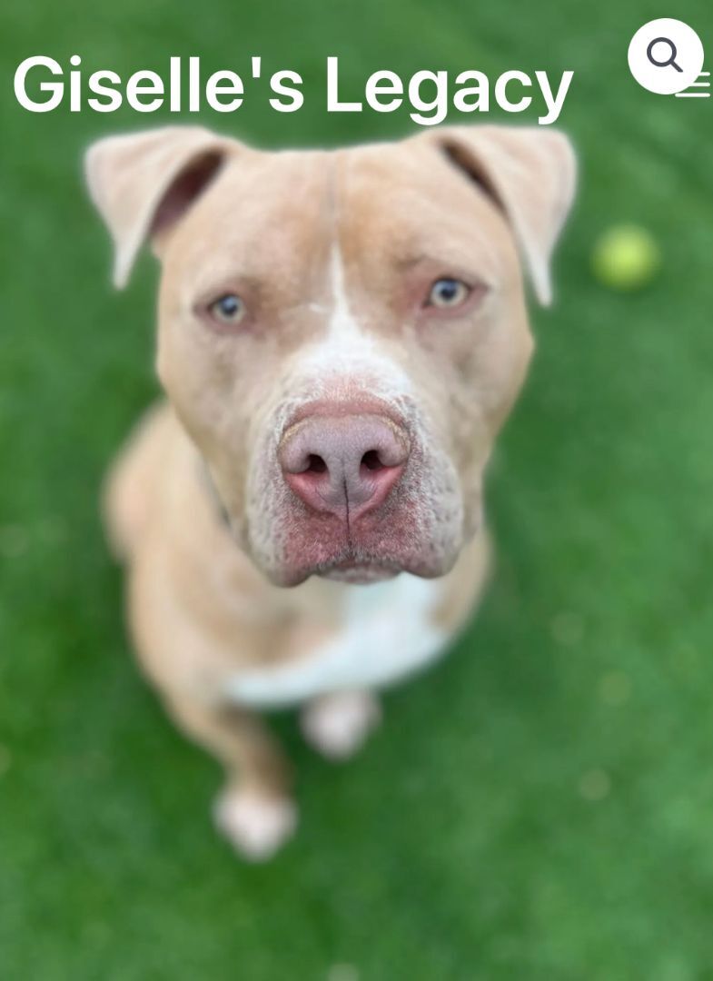 Seven, an adoptable Pit Bull Terrier in woodland hills, CA, 91364 | Photo Image 2