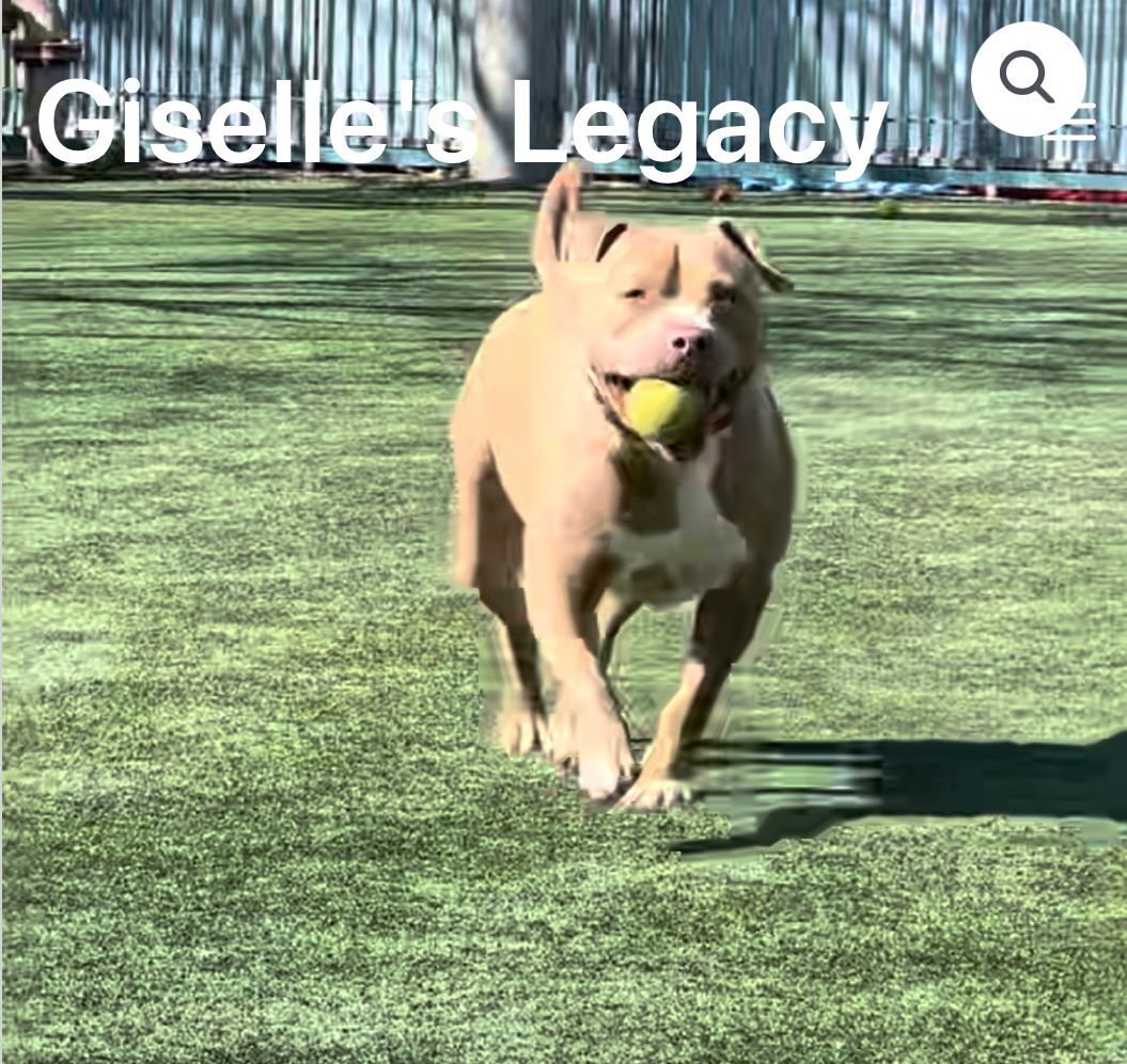 Seven, an adoptable Pit Bull Terrier in woodland hills, CA, 91364 | Photo Image 3