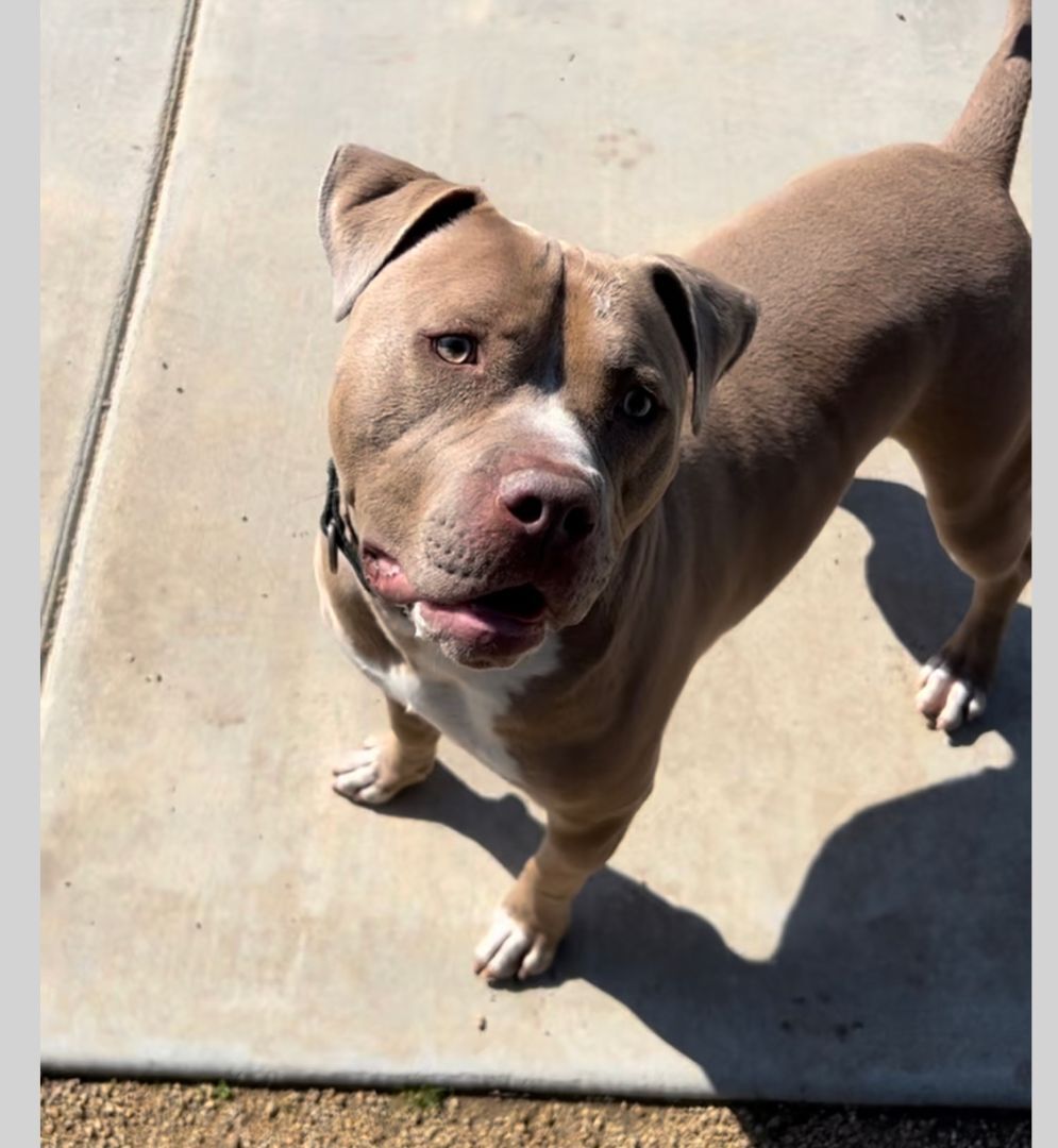 Seven, an adoptable Pit Bull Terrier in woodland hills, CA, 91364 | Photo Image 4