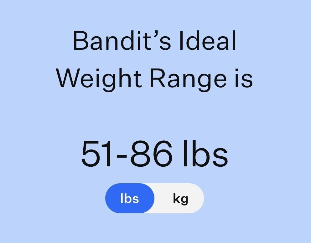 Bandit, a Adoptable mixed breed in Frisco, TX image 2/4