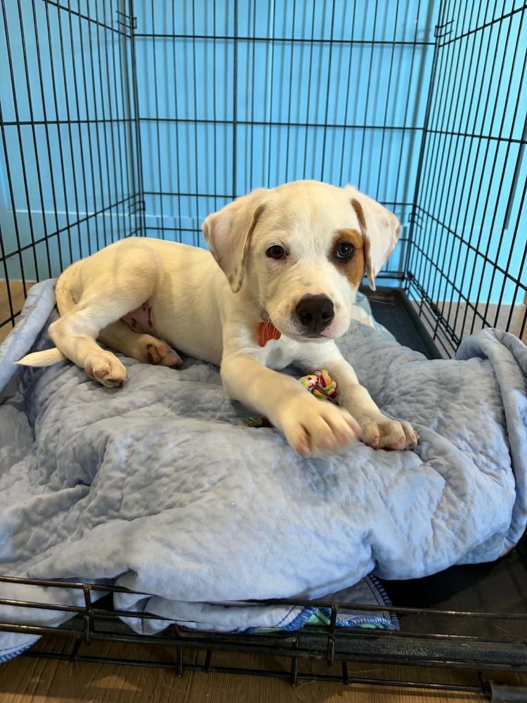 Bandit, a Adoptable mixed breed in Frisco, TX image 3/4