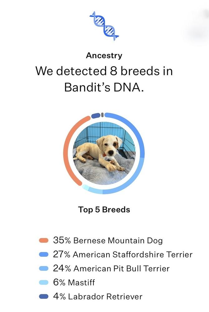Bandit, a Adoptable mixed breed in Frisco, TX image 4/4