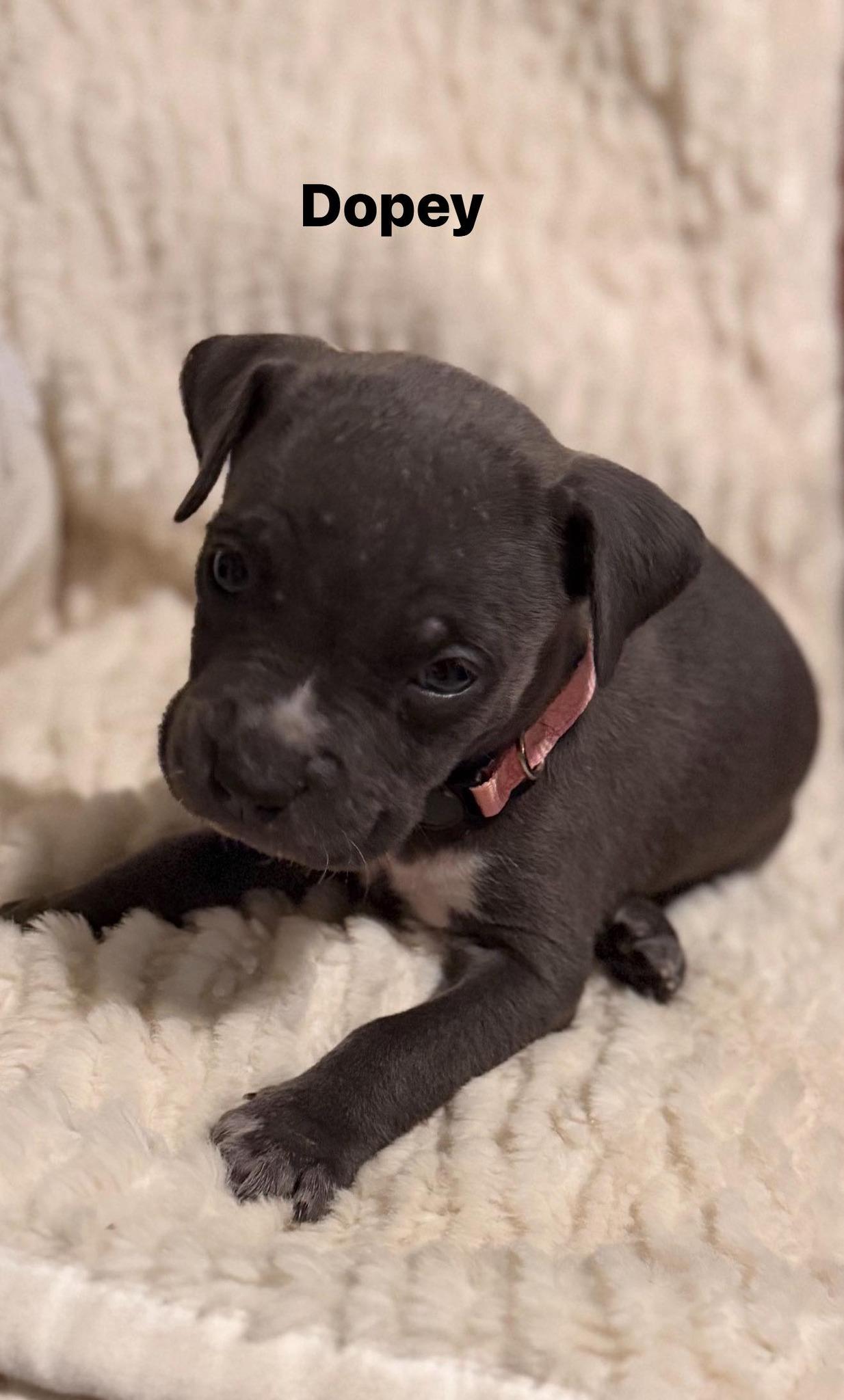 Enlarge Dopey, a ADOPTABLE mixed breed in Pleasant Ridge, MI image 2/2