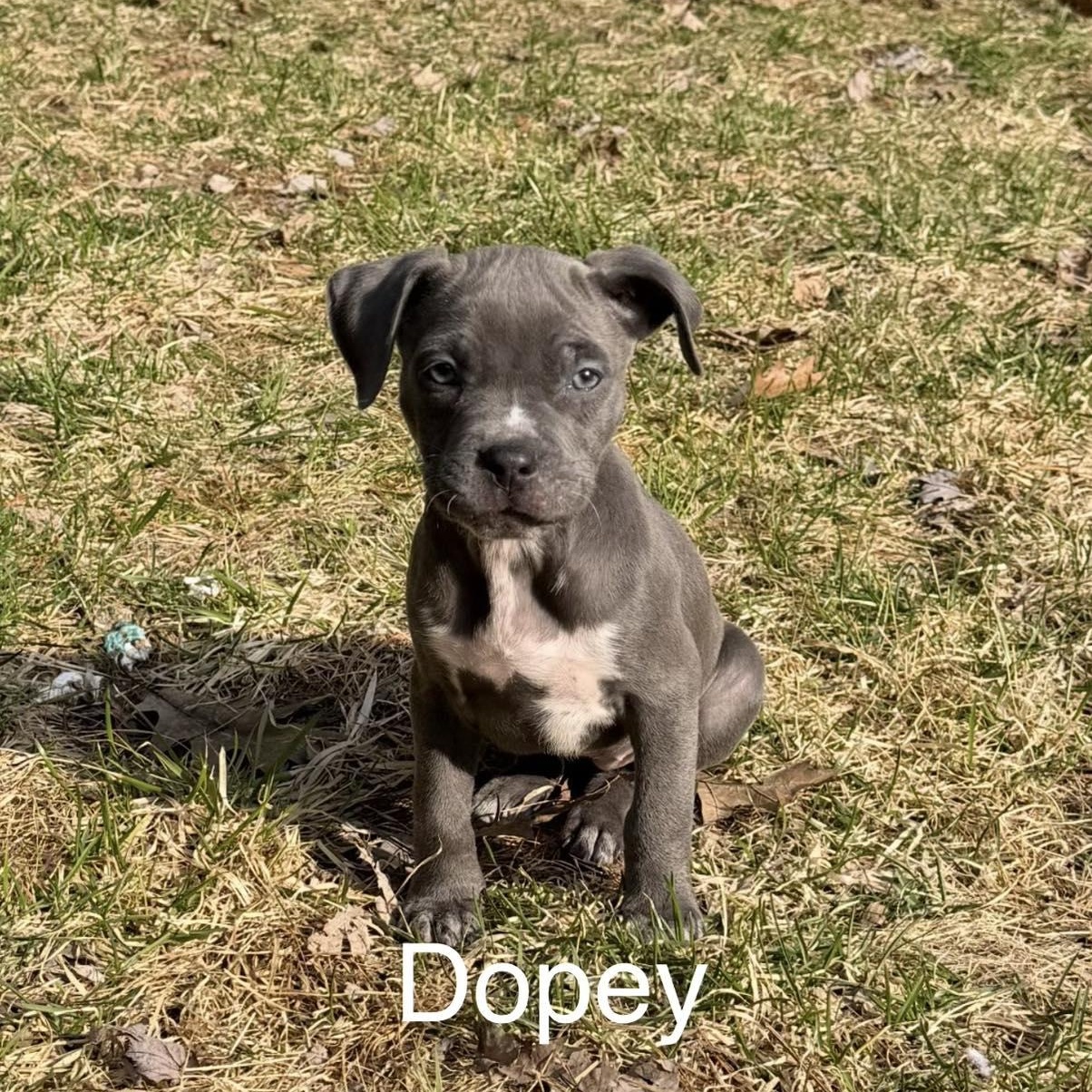 Enlarge Dopey, a ADOPTABLE mixed breed in Pleasant Ridge, MI image 1/2