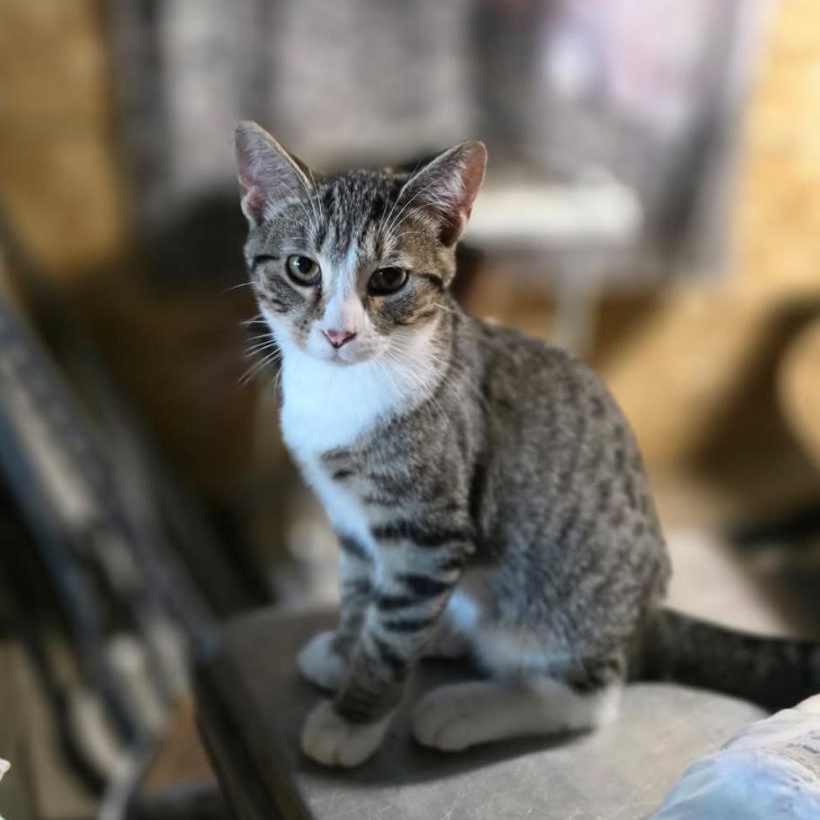 Enlarge Nutmeg, a Adoptable Domestic Short Hair in Stockholm, WI image 1/6