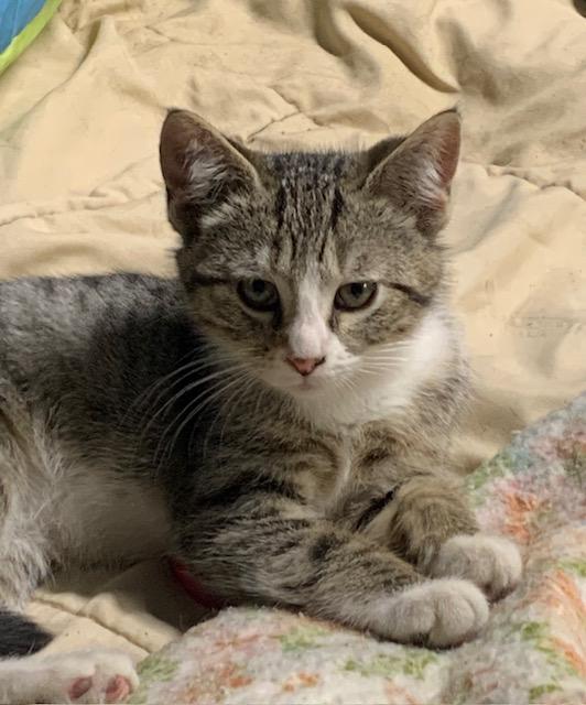 Enlarge Nutmeg, a Adoptable Domestic Short Hair in Stockholm, WI image 2/6