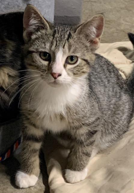 Enlarge Nutmeg, a Adoptable Domestic Short Hair in Stockholm, WI image 3/6