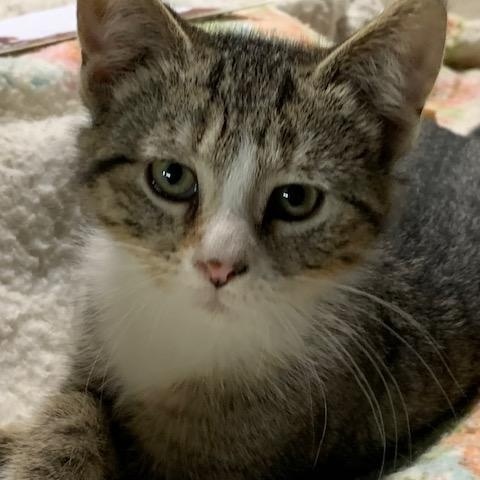 Enlarge Nutmeg, a Adoptable Domestic Short Hair in Stockholm, WI image 4/6