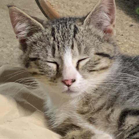 Enlarge Nutmeg, a Adoptable Domestic Short Hair in Stockholm, WI image 5/6