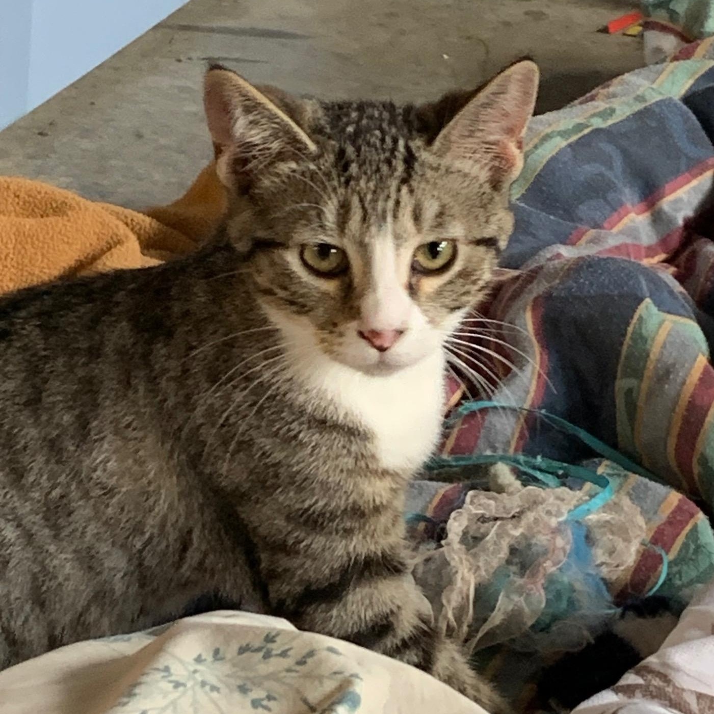 Enlarge Nutmeg, a Adoptable Domestic Short Hair in Stockholm, WI image 6/6