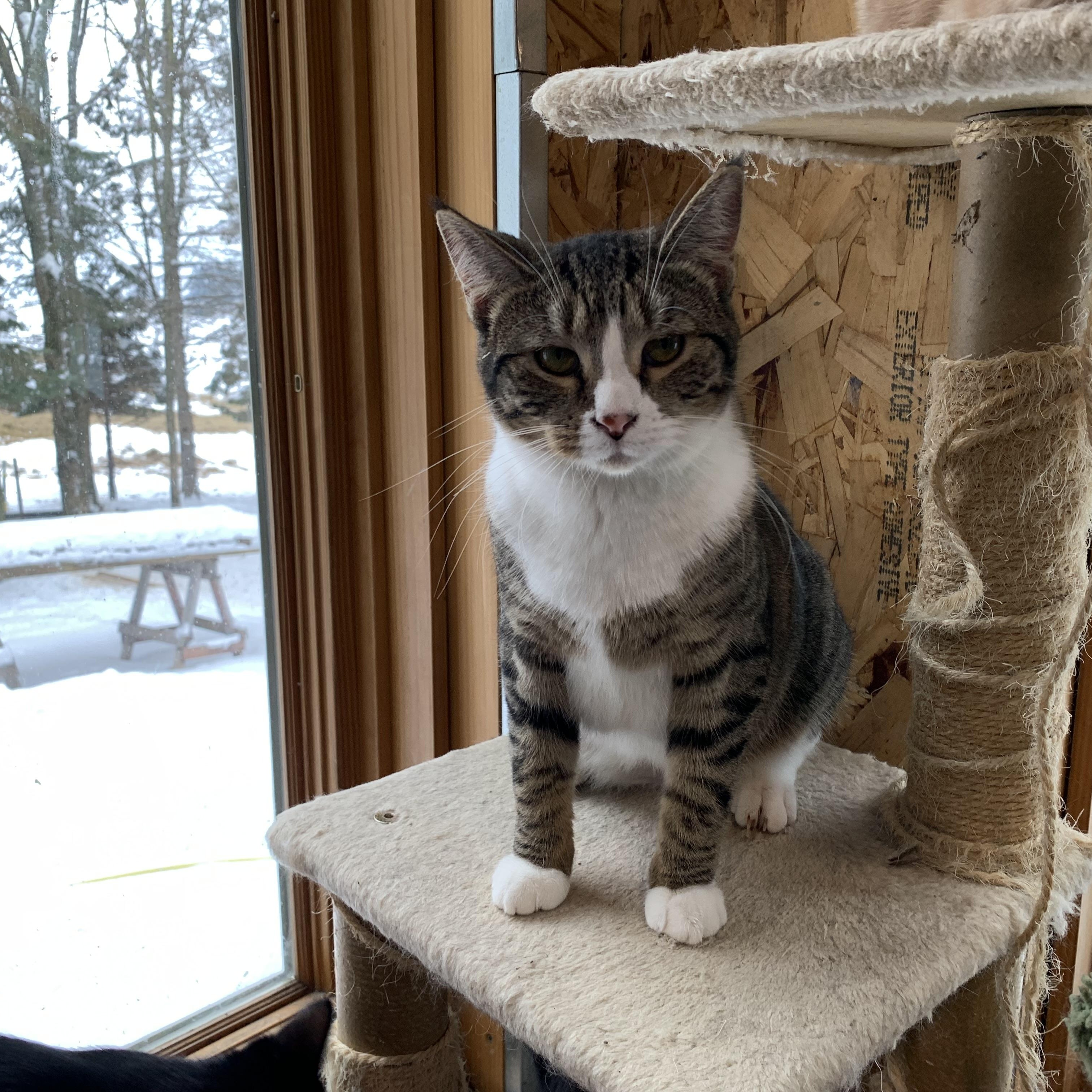 Enlarge Nutmeg, a Adoptable Domestic Short Hair in Stockholm, WI image 2/6