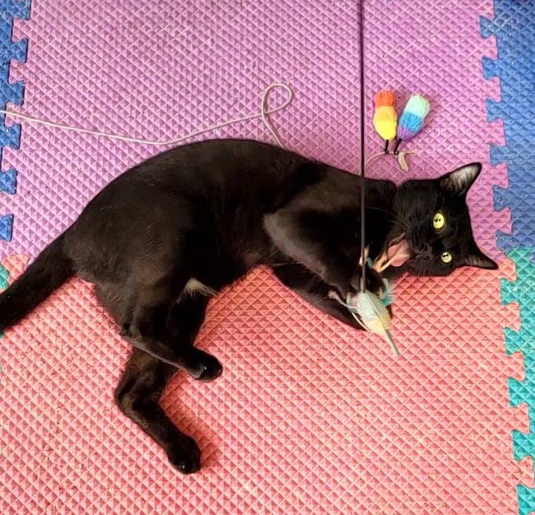 Boogie #woogie-into-your-heart, Adopted, Young Male Bombay & Domestic Short Hair.