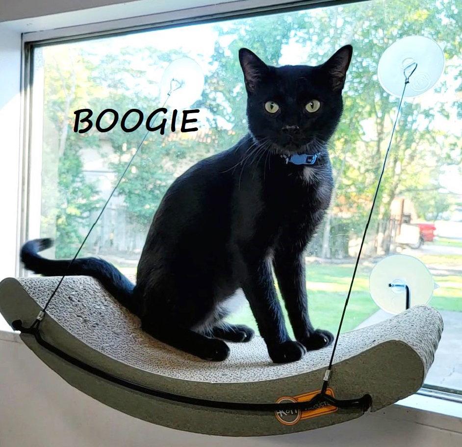 Enlarge Boogie #woogie-into-your-heart, a Adopted mixed breed in Houston, TX image 3/3