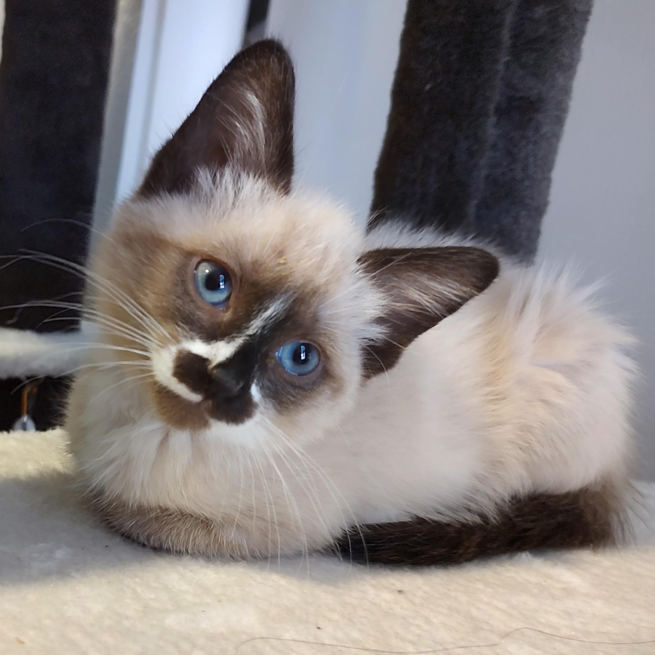 CheeseCake, Adopted, Young Female Domestic Medium Hair & Siamese.