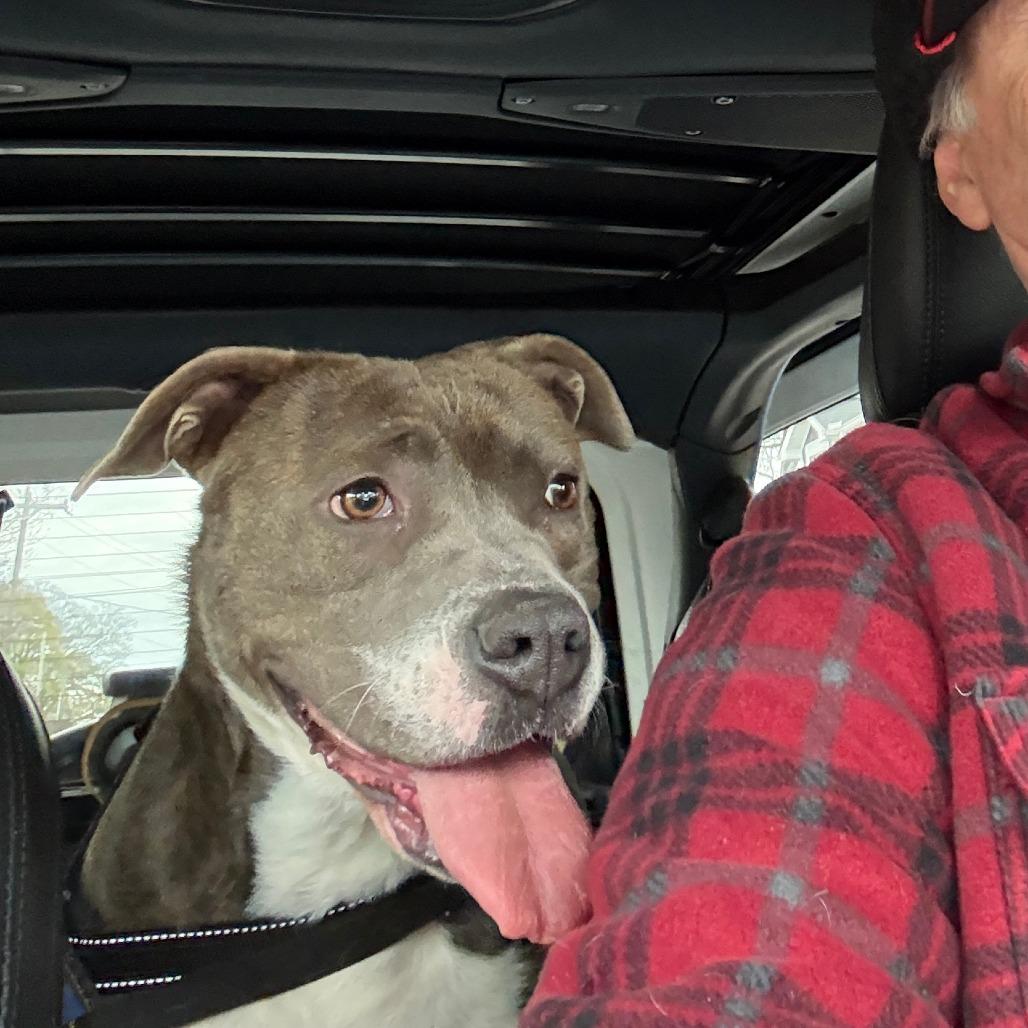 Lynx, Adoptable, Adult Female American Staffordshire Terrier.