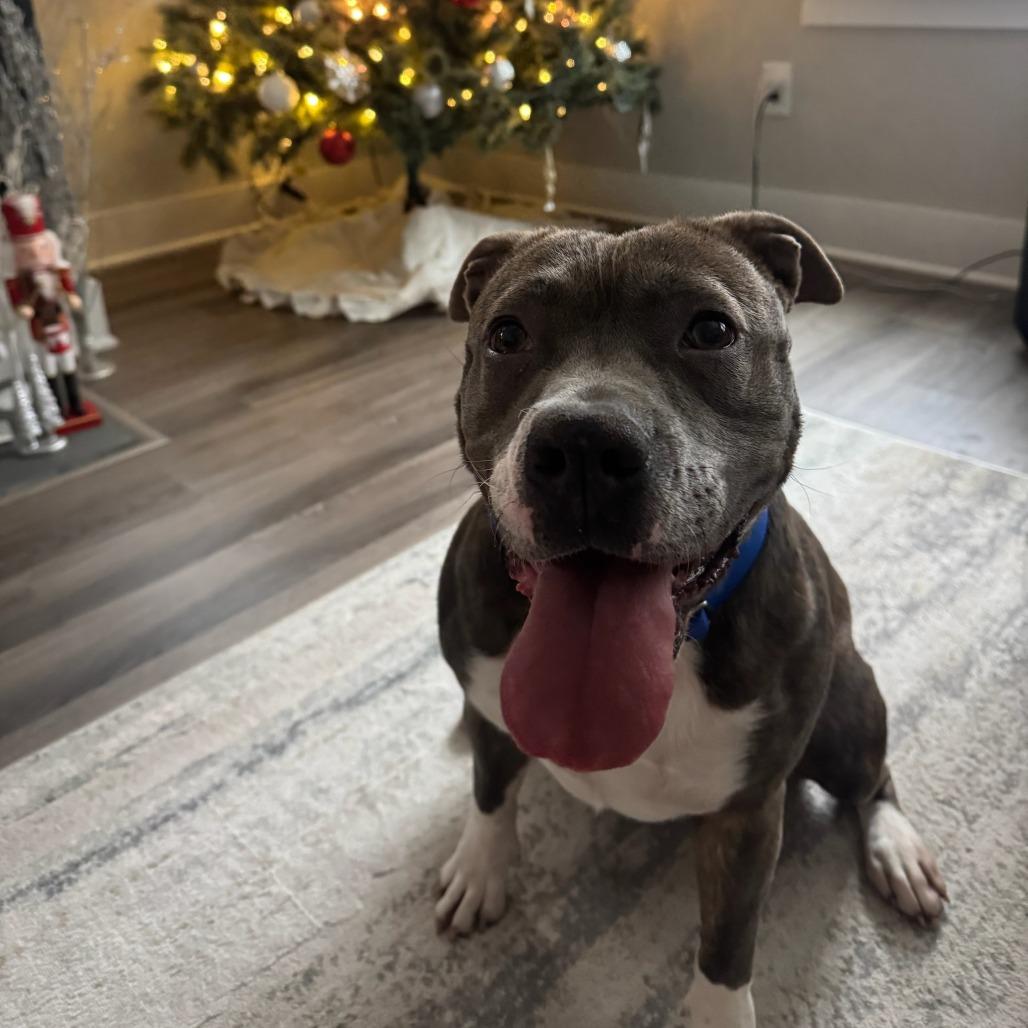 Enlarge Lynx, a Adoptable mixed breed in Greenville, SC image 2/5