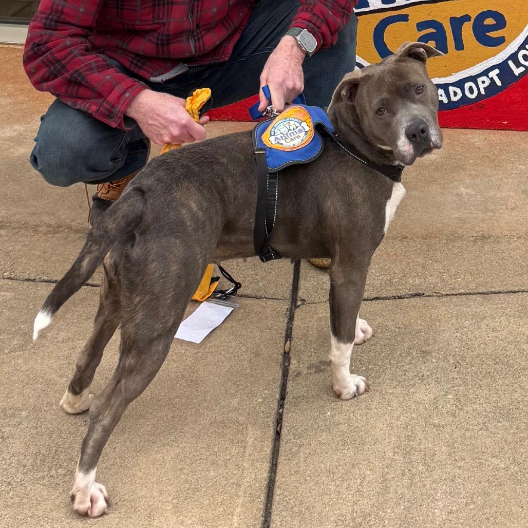 Enlarge Lynx, a Adoptable mixed breed in Greenville, SC image 3/5