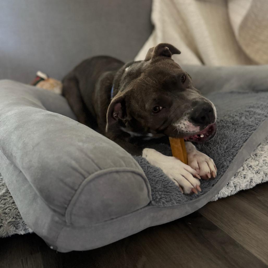 Enlarge Lynx, a Adoptable mixed breed in Greenville, SC image 4/5