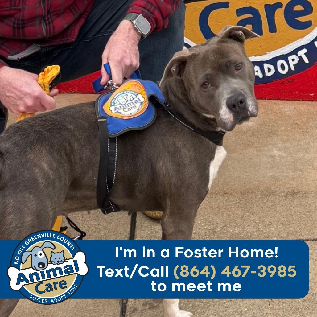 Enlarge Lynx, a Adoptable mixed breed in Greenville, SC image 5/5