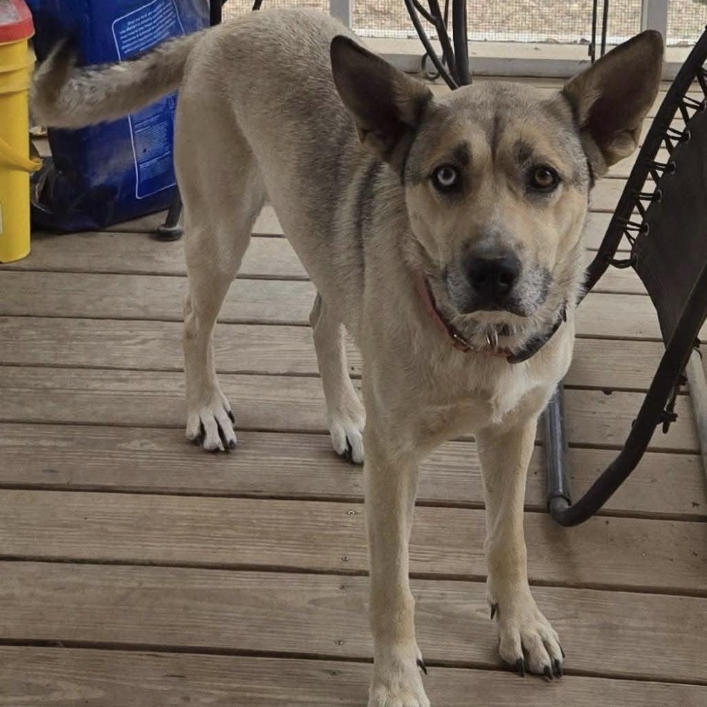 Enlarge Skye, a Adoptable mixed breed in Cleveland, TN image 3/3