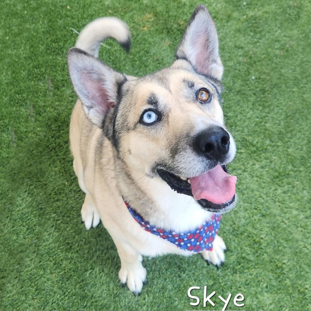 Skye, Adoptable, Adult Female Siberian Husky & Mixed Breed.