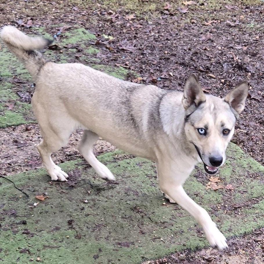 Enlarge Skye, a Adoptable mixed breed in Cleveland, TN image 2/3