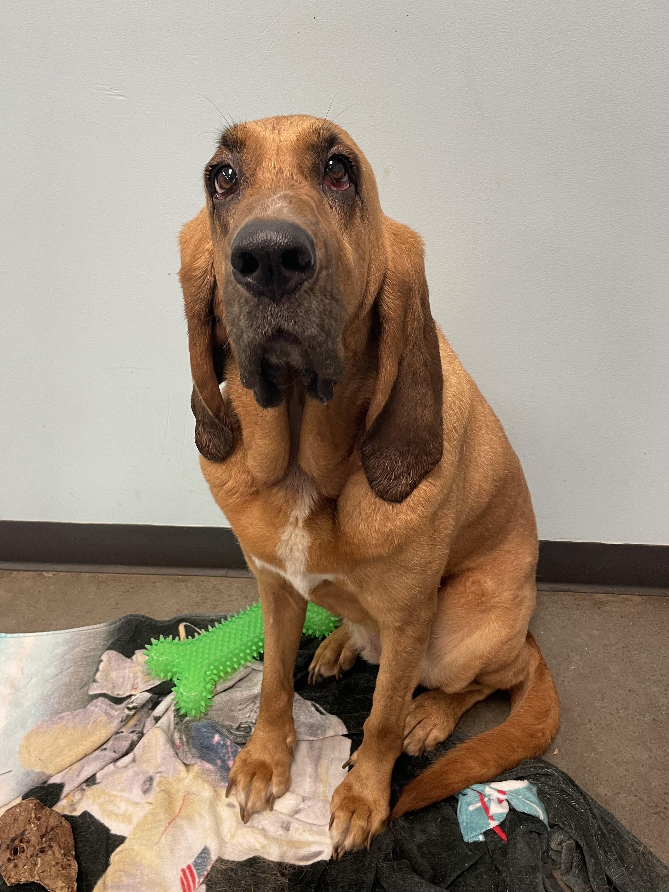 Enlarge Maggie, a ADOPTABLE mixed breed in Mishawaka, IN image 4/5