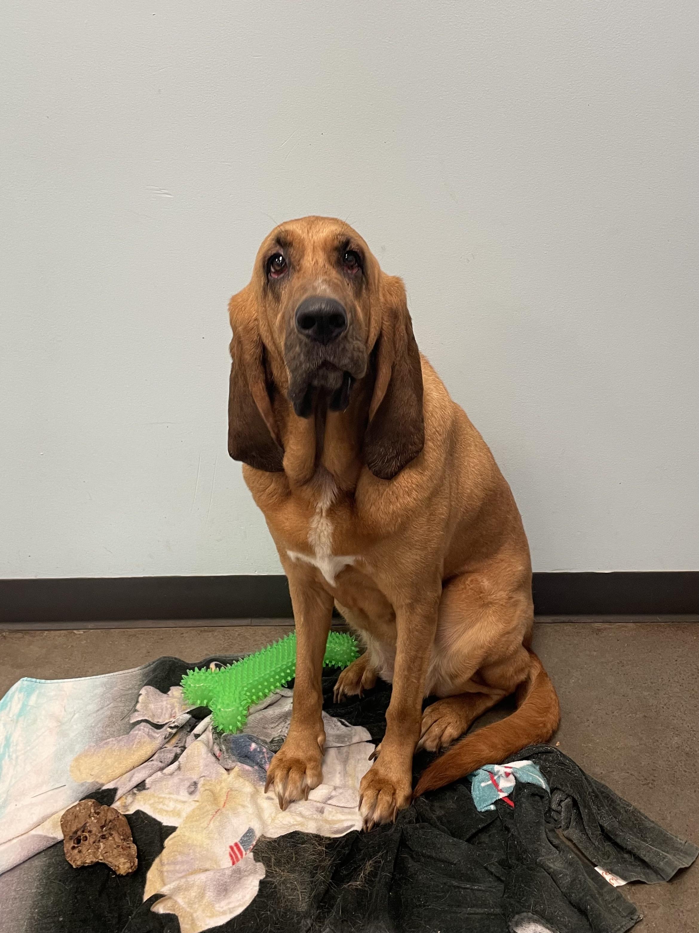Enlarge Maggie, a ADOPTABLE mixed breed in Mishawaka, IN image 2/5