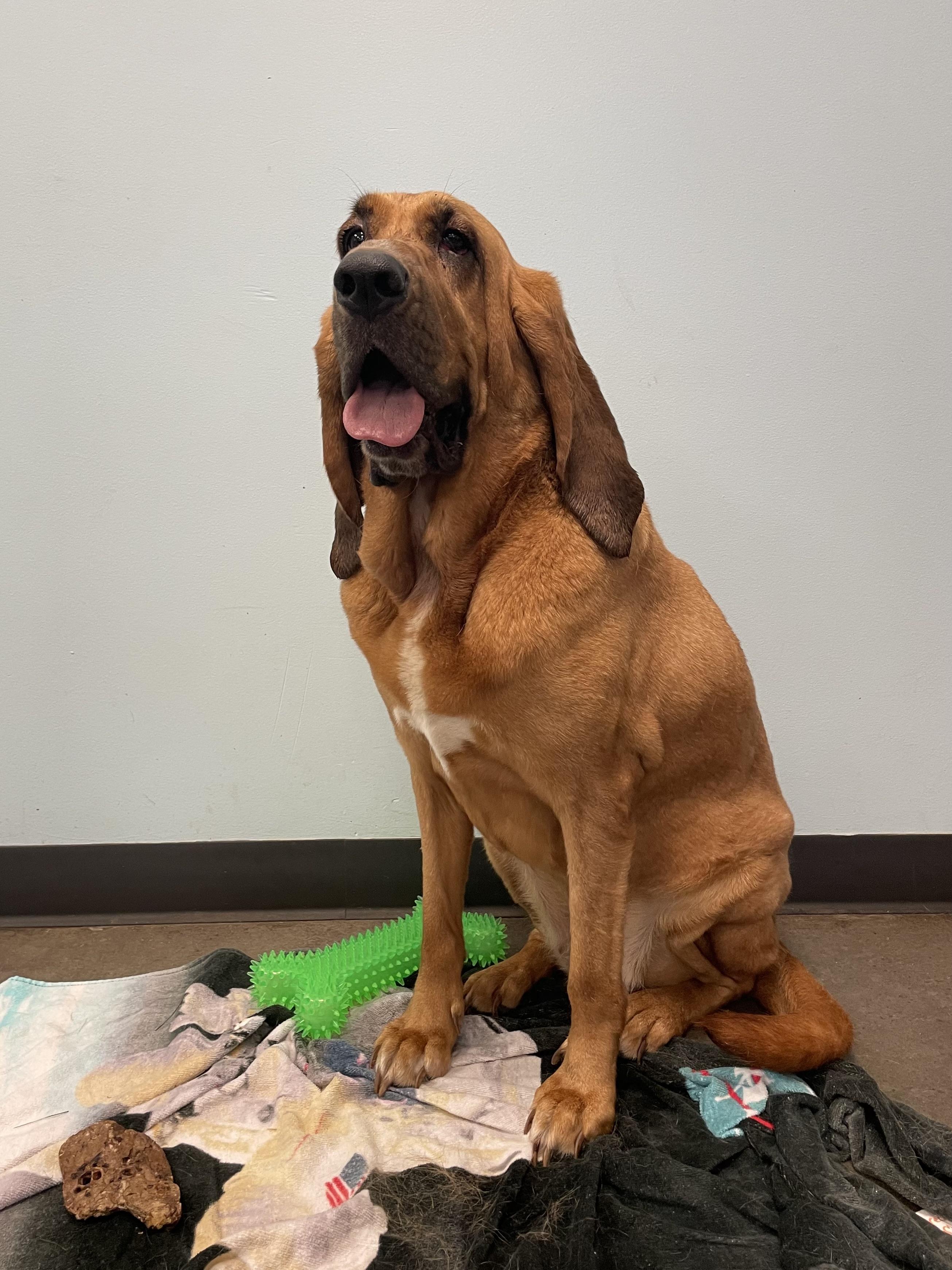 Enlarge Maggie, a ADOPTABLE mixed breed in Mishawaka, IN image 1/5