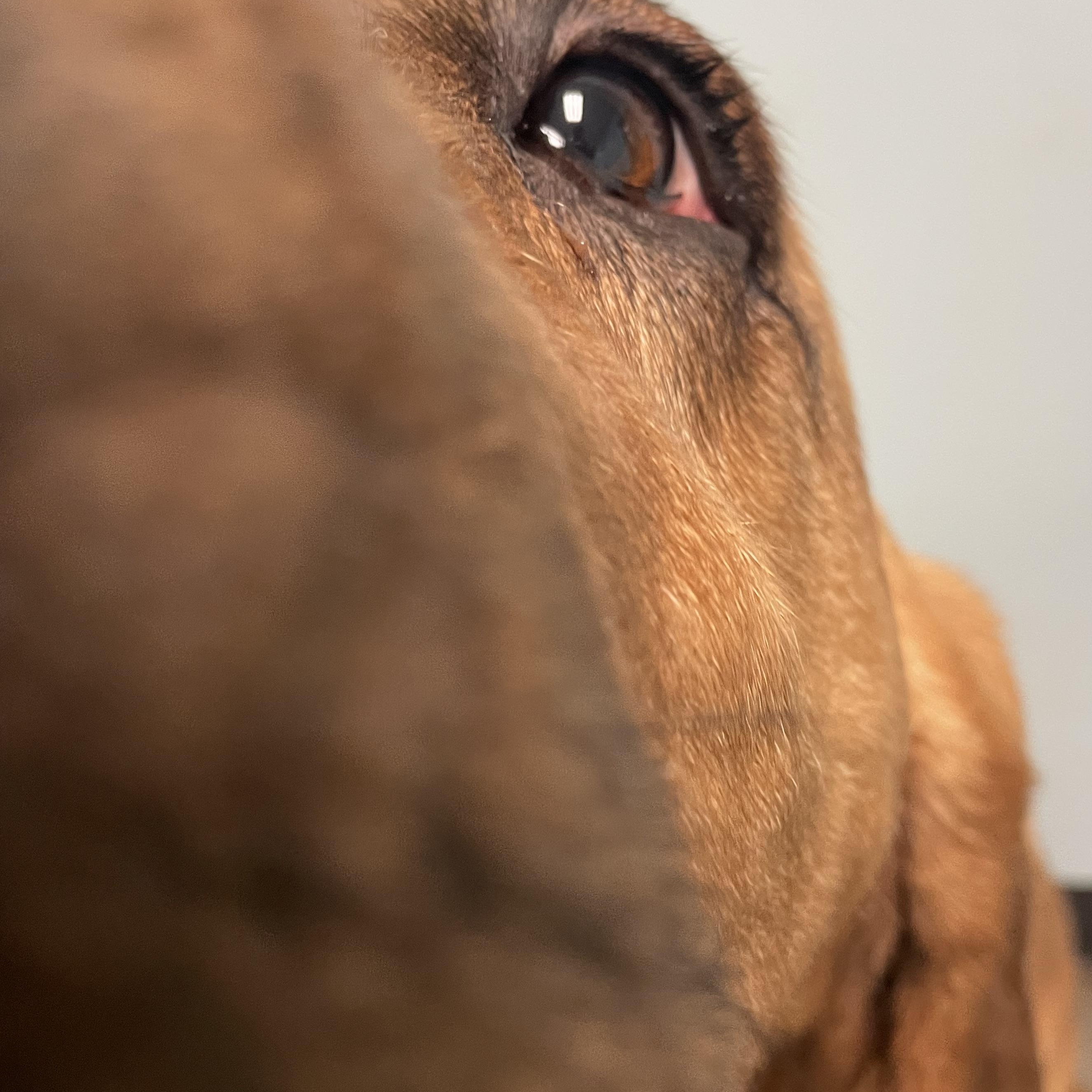 Enlarge Maggie, a ADOPTABLE mixed breed in Mishawaka, IN image 3/5