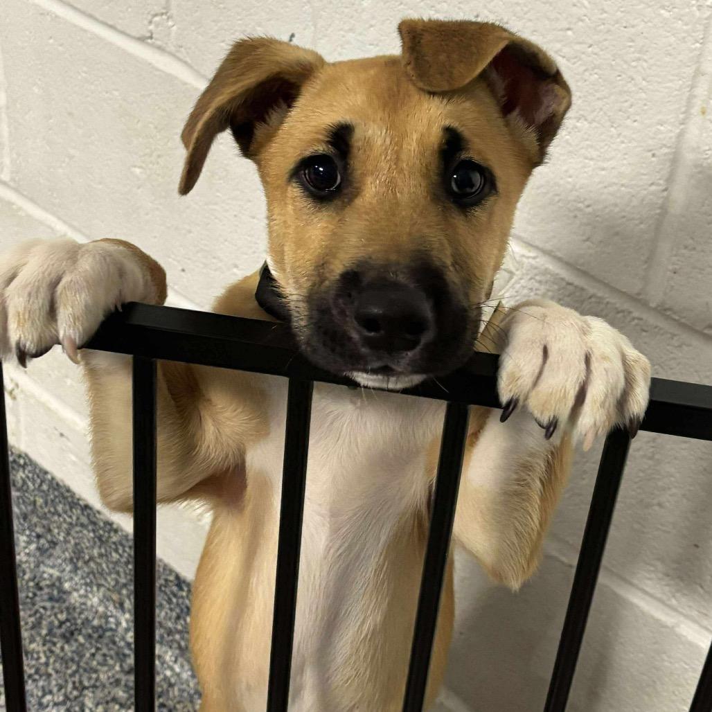 Enlarge Sriracha, a Adoptable Mixed Breed in Fredericksburg, VA image 1/6