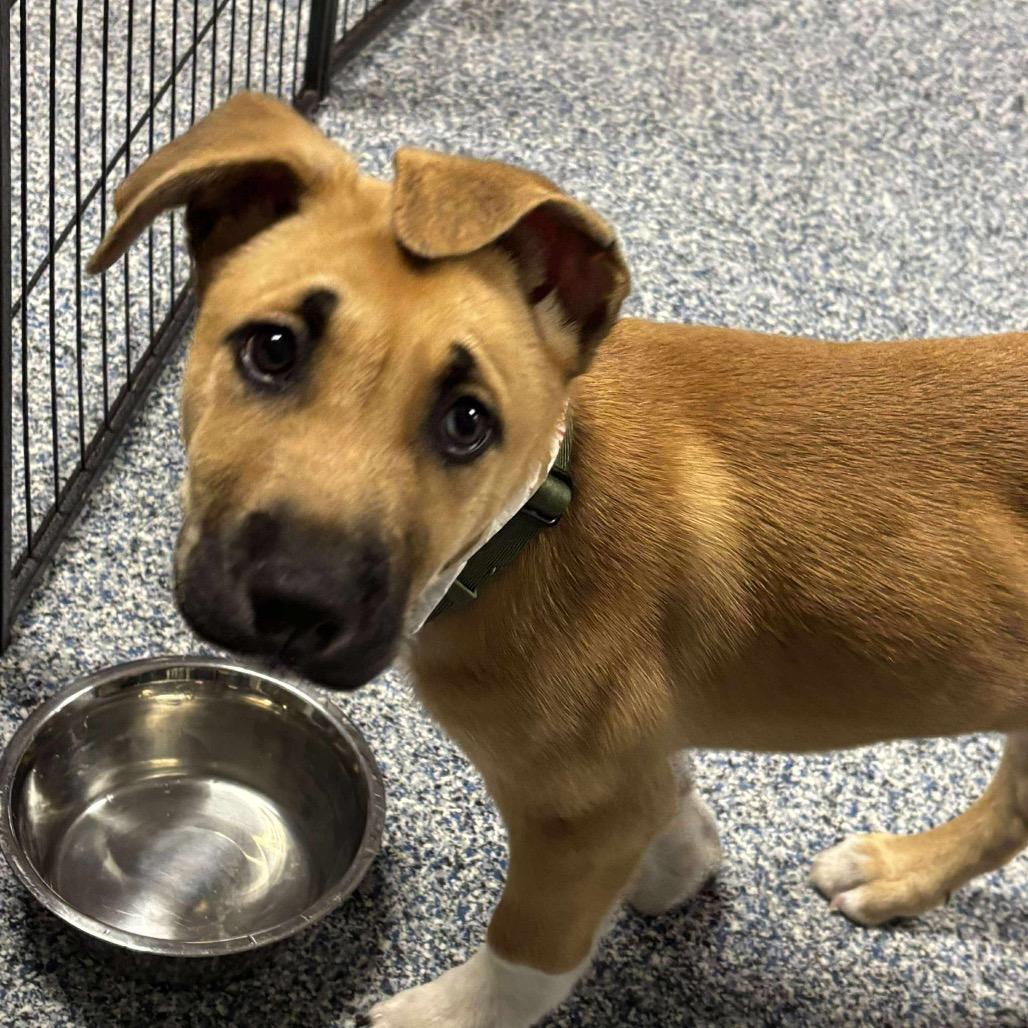 Enlarge Sriracha, a Adoptable Mixed Breed in Fredericksburg, VA image 2/6