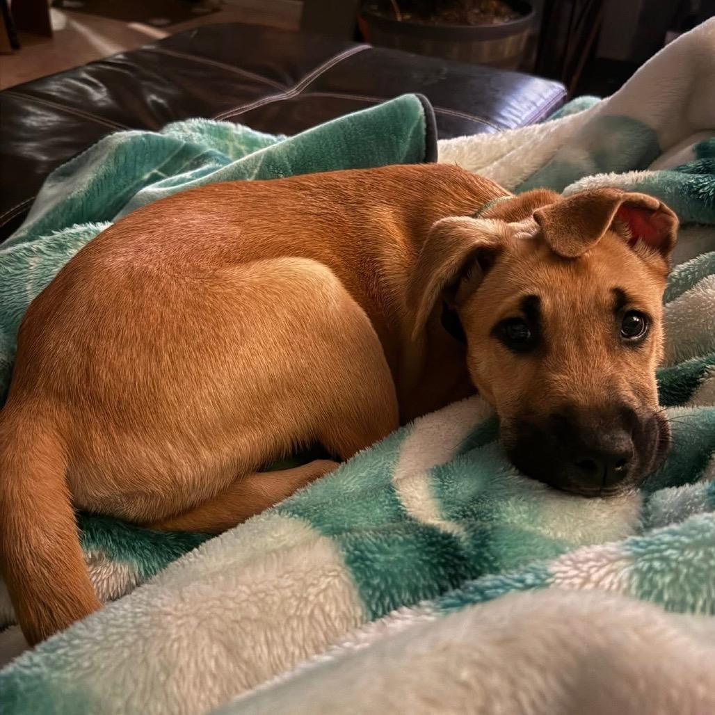 Enlarge Sriracha, a Adoptable Mixed Breed in Fredericksburg, VA image 3/6