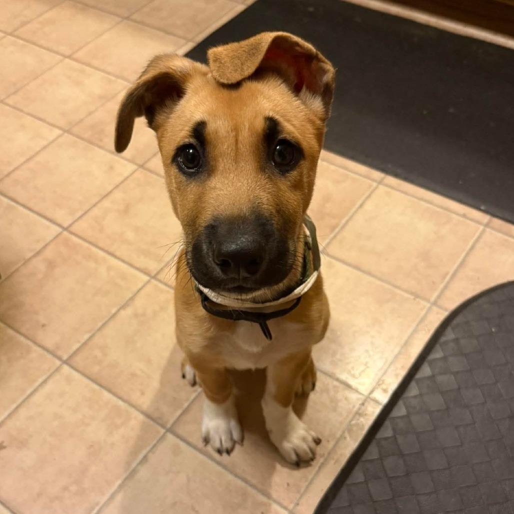 Enlarge Sriracha, a Adoptable Mixed Breed in Fredericksburg, VA image 4/6