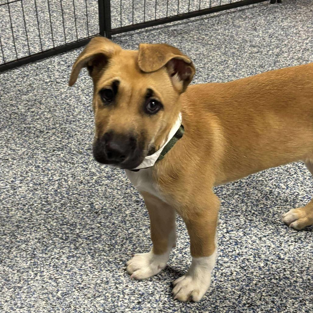 Enlarge Sriracha, a Adoptable Mixed Breed in Fredericksburg, VA image 5/6