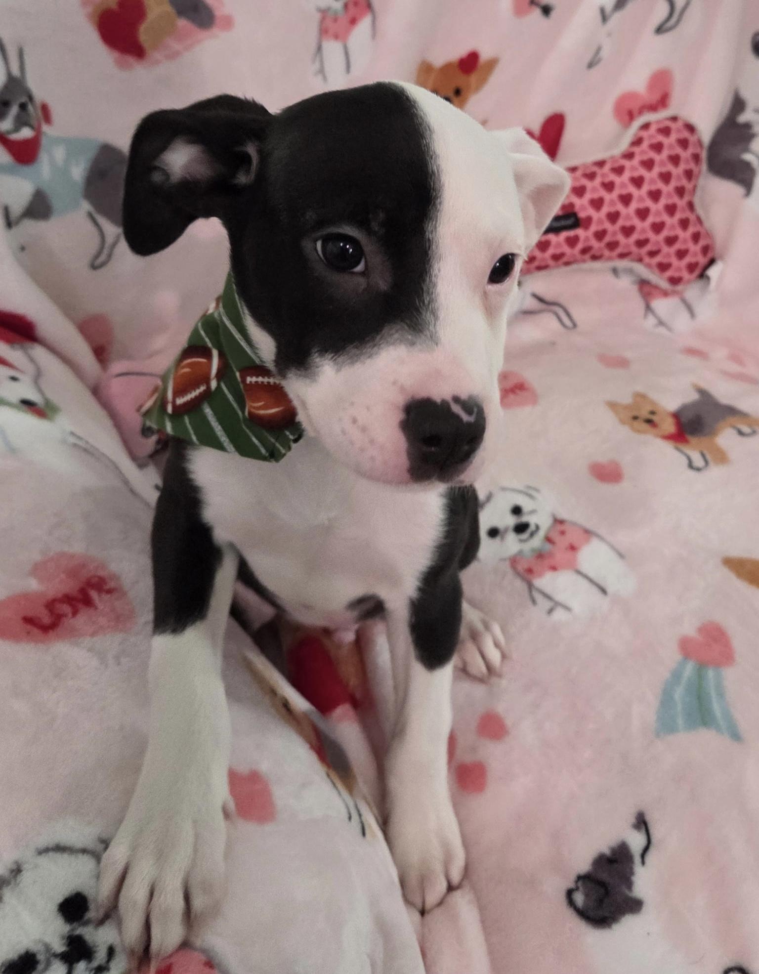 Enlarge Vance , a ADOPTABLE mixed breed in White Lake, MI image 5/6