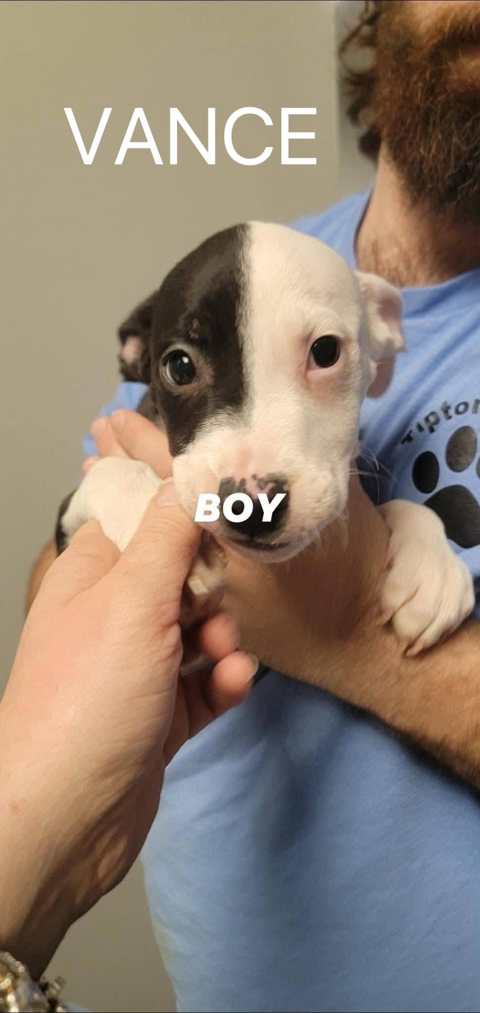 Enlarge Vance , a ADOPTABLE mixed breed in White Lake, MI image 2/6