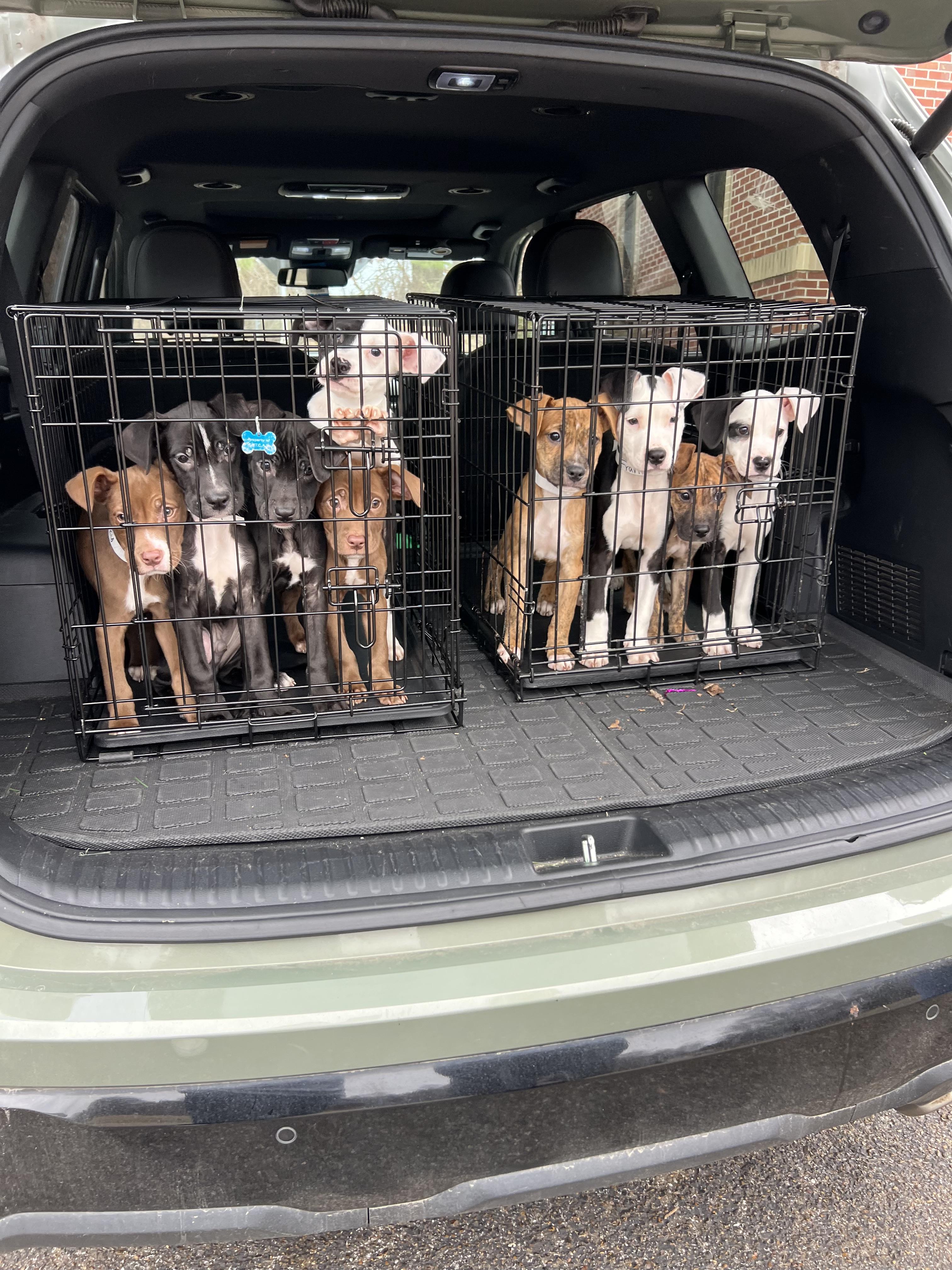 Enlarge Vance , a ADOPTABLE mixed breed in White Lake, MI image 3/6