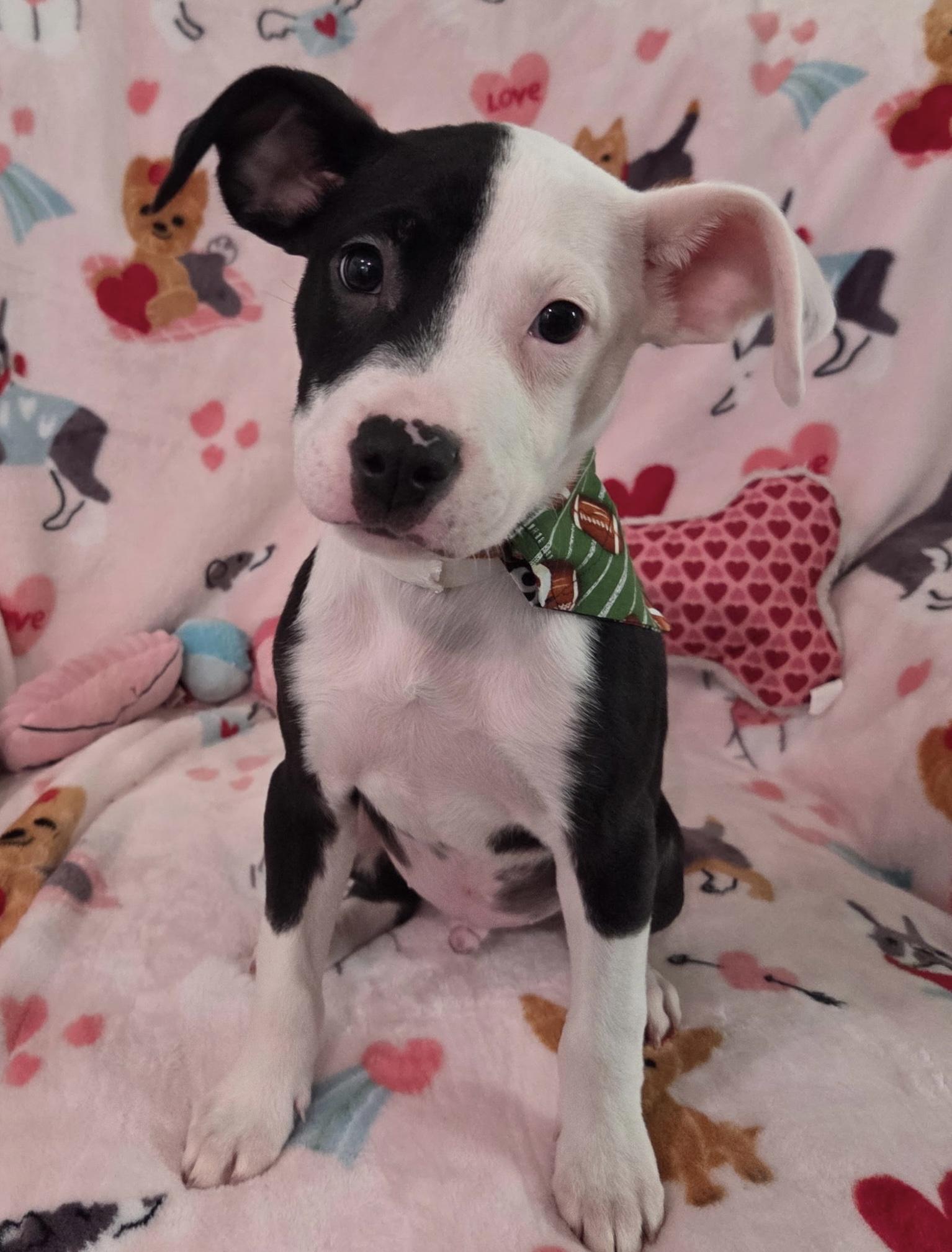 Enlarge Vance , a ADOPTABLE mixed breed in White Lake, MI image 1/6