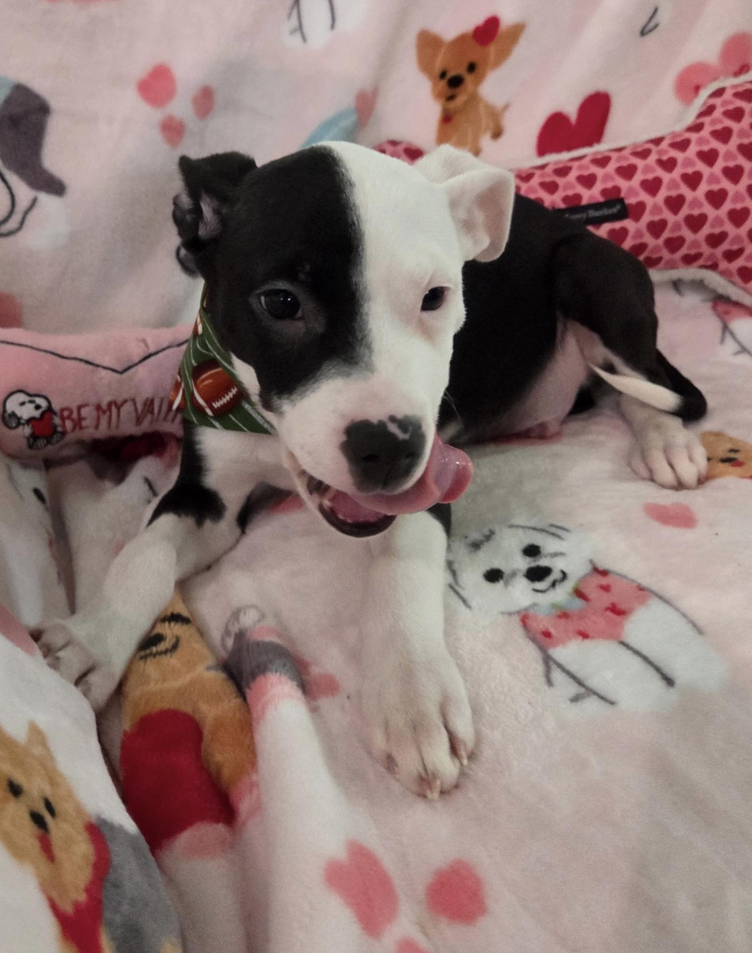 Enlarge Vance , a ADOPTABLE mixed breed in White Lake, MI image 6/6