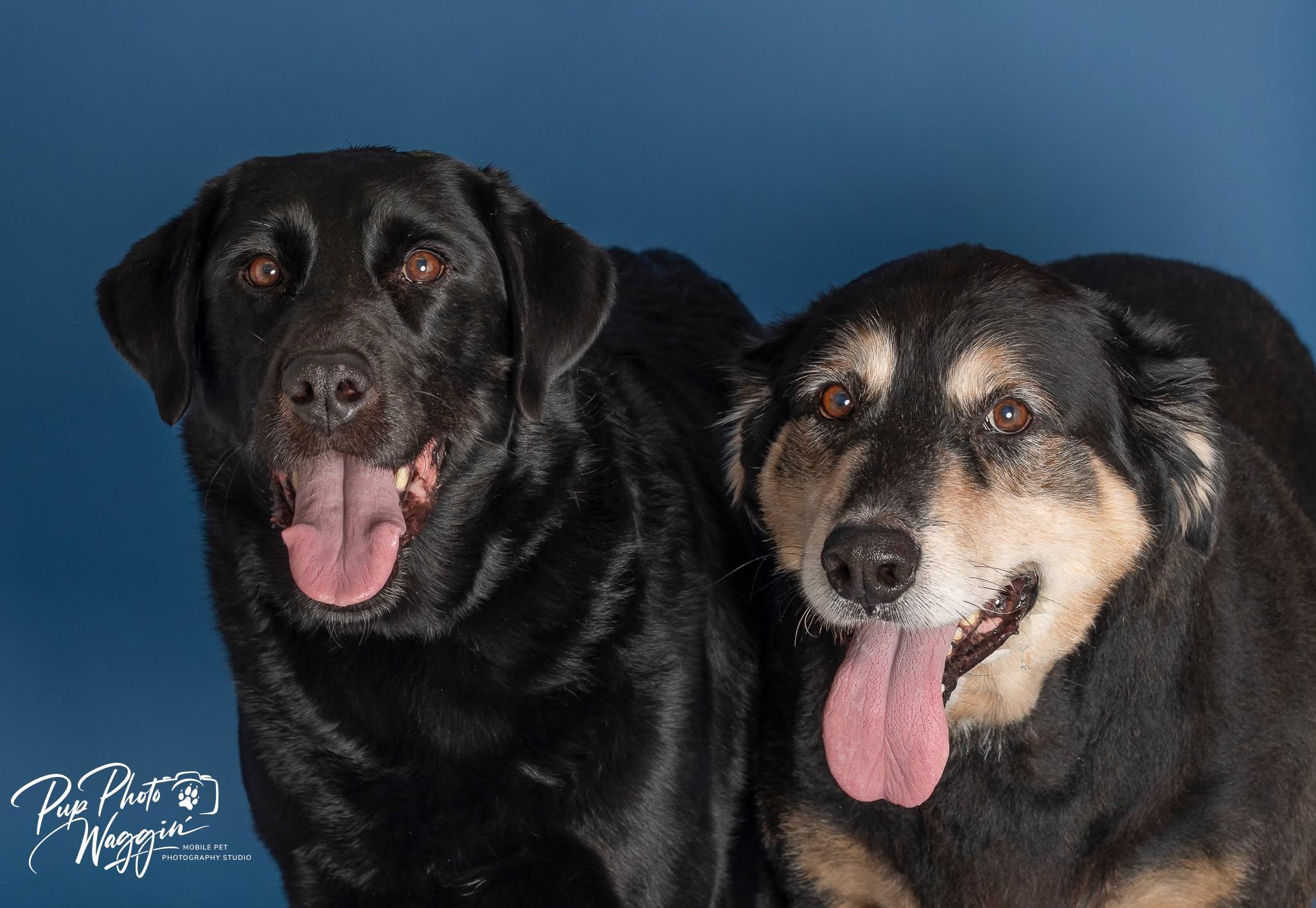 Enlarge ROWDY & BUDDY 6, an adoptable Labrador Retriever in Broken Arrow, OK image 1/5