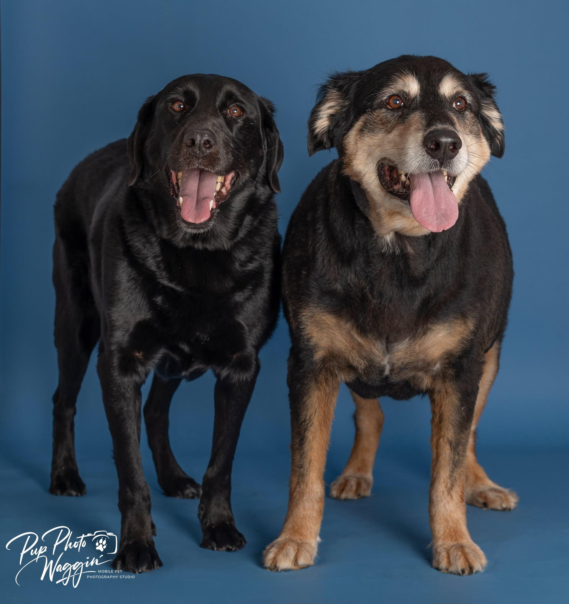 Enlarge ROWDY & BUDDY 6, an adoptable Labrador Retriever in Broken Arrow, OK image 4/5