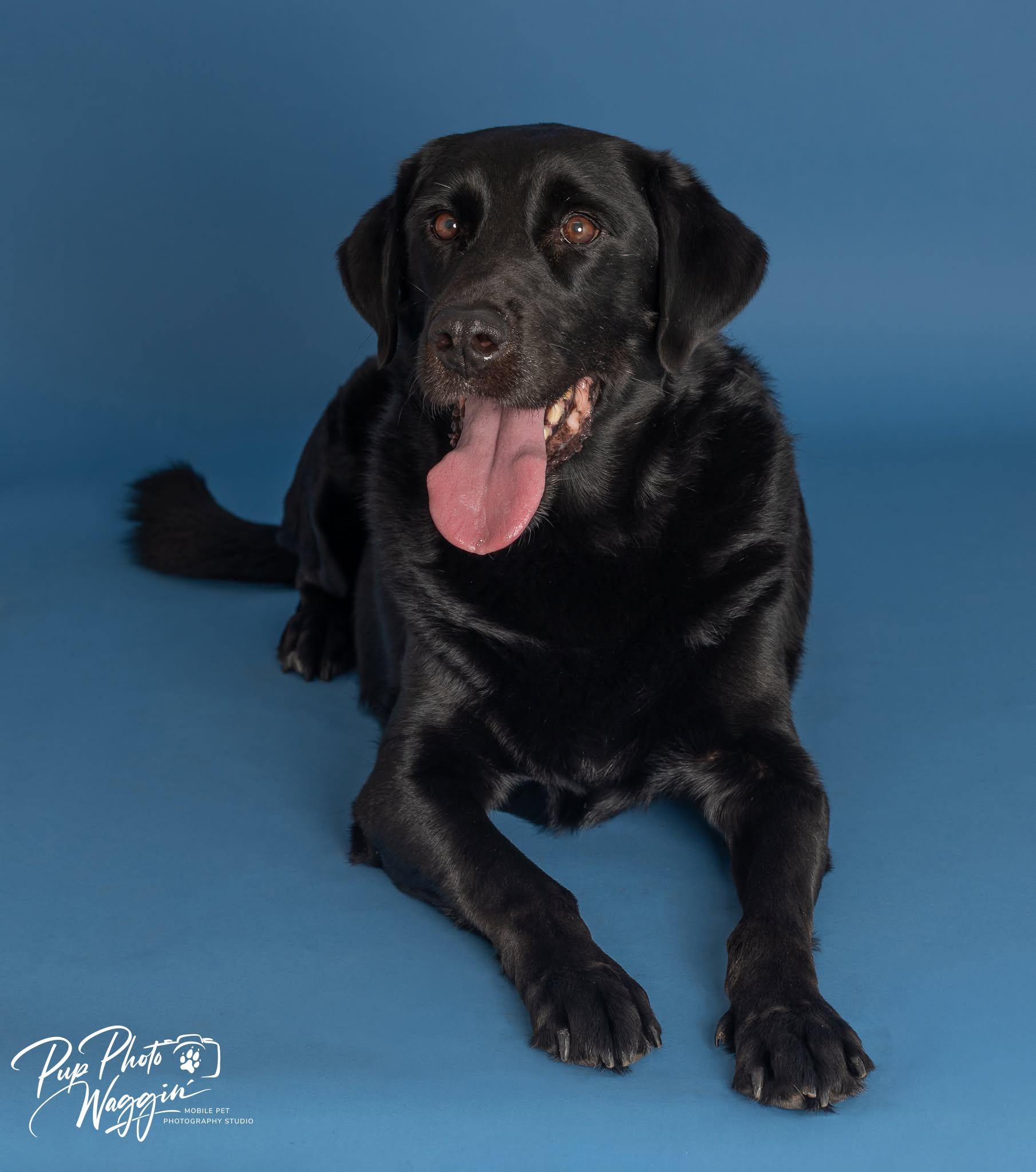 Enlarge ROWDY & BUDDY 6, an adoptable Labrador Retriever in Broken Arrow, OK image 5/5