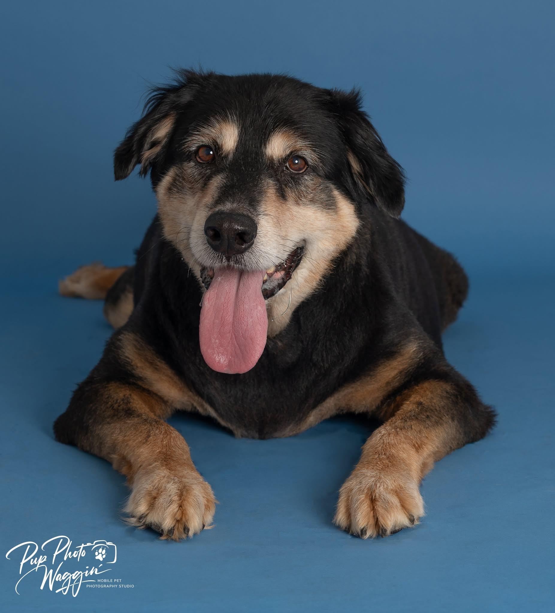 Enlarge ROWDY & BUDDY 6, an adoptable Labrador Retriever in Broken Arrow, OK image 3/5