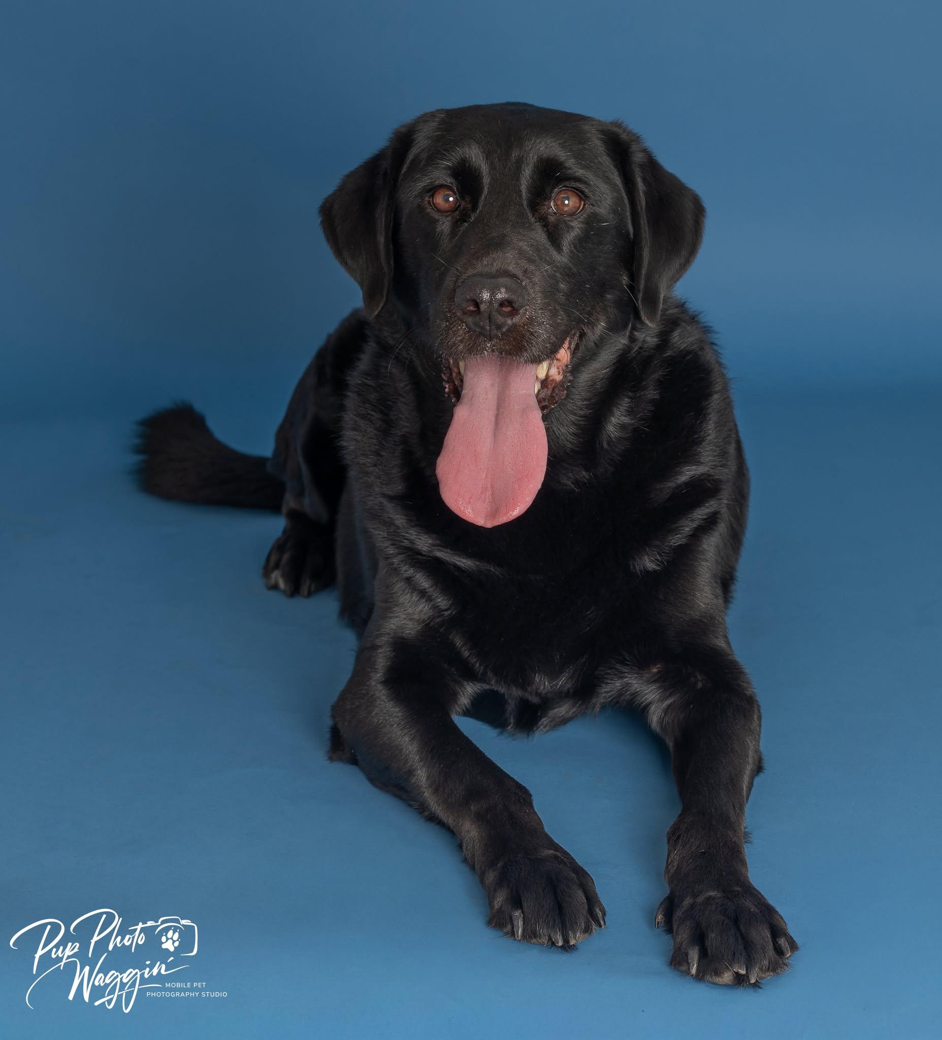 Enlarge ROWDY & BUDDY 6, an adoptable Labrador Retriever in Broken Arrow, OK image 2/5