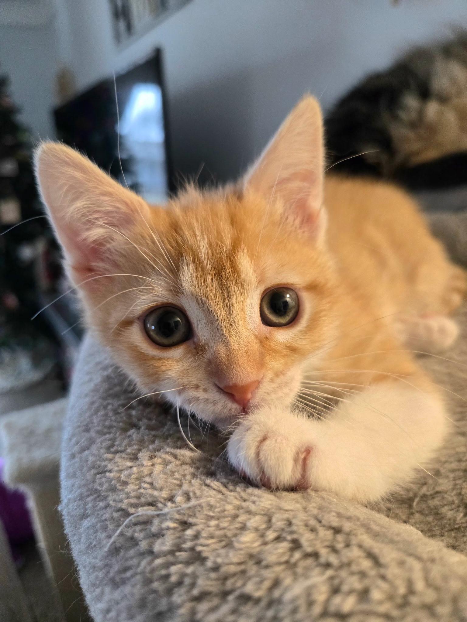 Enlarge Roo (siblings are Raya & Rowdy), an adopted Tabby in Brighton, MI image 3/6
