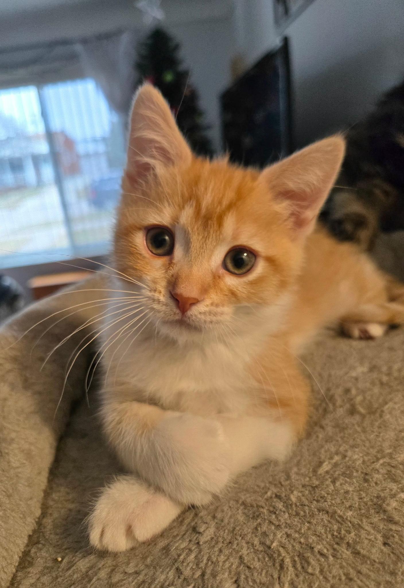 Enlarge Roo (siblings are Raya & Rowdy), an adopted Tabby in Brighton, MI image 1/6