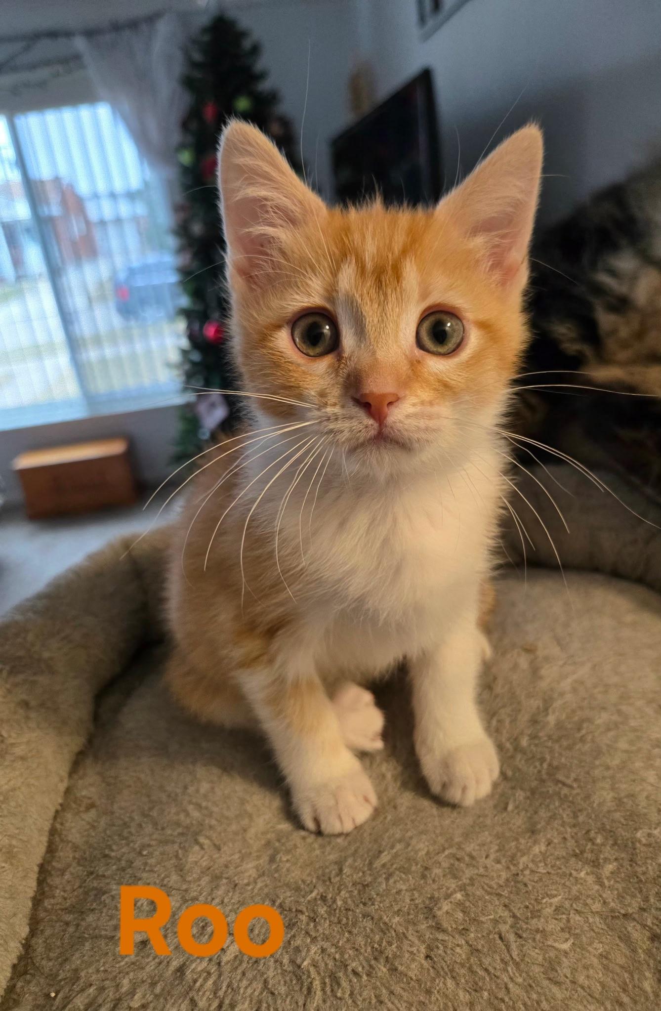 Enlarge Roo (siblings are Raya & Rowdy), an adopted Tabby in Brighton, MI image 2/6